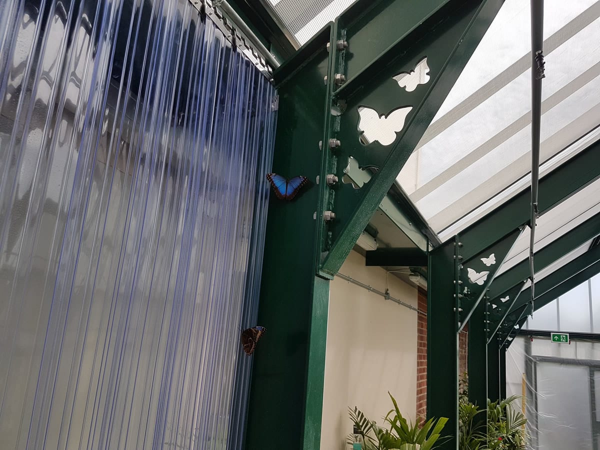 Butterflies fly high in new Griffin glasshouse Butterfly House Portsmouth